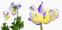Viola pubescens 'Rebecca'