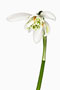 Galanthus Flore Pleno, Schneeglöckchen, gefüllt