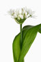 Allium ursinum, Bär-Lauch
