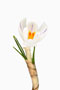 Crocus vernus, subsp. albifloris, weisser Krokus