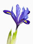 Iris reticulata, kleine Netzblatt-Iris
