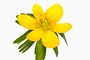 Eranthis hyemalis, Winterling