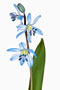 Scilla siberica, Sibirischer Blausternchen