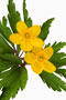 Anemone ranunculoides, Gewöhnliches Gelbes Windröschen