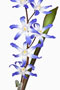 Chionodoxa luciliae, Grosser Schneeglanz