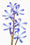 Chionodoxa luciliae, Grosser Schneeglanz