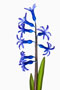 Hyacinthus orientalis, Hyazinthe