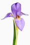 Iris lazica, Schwertlilie