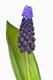 Muscari latifolium, breitblättrige Traubenhyazinthe