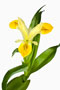 Iris bucharica, Geweihiris