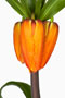 Frittilaria imperialis, Kaiserkrone