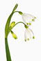 Leucojum aestivum, Sommerknotenblume