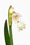 Leucojum aestivum, Sommerknotenblume