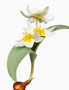 Tulipa biflora, Wildtulpe