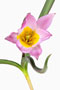 Tulipa saxatilis, Kretische Tulpe