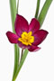 Tulipa humilis, Wildtulpe