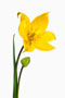Tulipa sylvestris, Weinberg-Tulpe