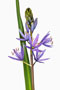 Camassia leichtlinii, Leichtlins Prärielilie