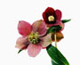 Helleborus orientalis-Hybride, Bestell-Nr. 110