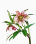 Helleborus torquatus-Hybride, Bestell-Nr. 114