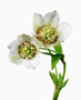 Helleborus orientalis-Hybride, gefüllt, Bestell-Nr. 115