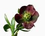 Helleborus orientalis-Hybride, Bestell-Nr. 119