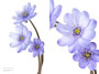 Hepatica x media ’Ballardii’