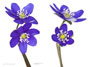 Hepatica nobilis ’Skyline’-Sämling